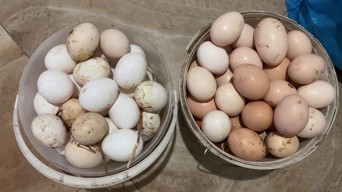 Продам курей  куры