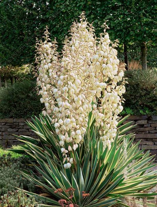 Yucca de gradina verde sau variegata Gutui japonez chaenomeles