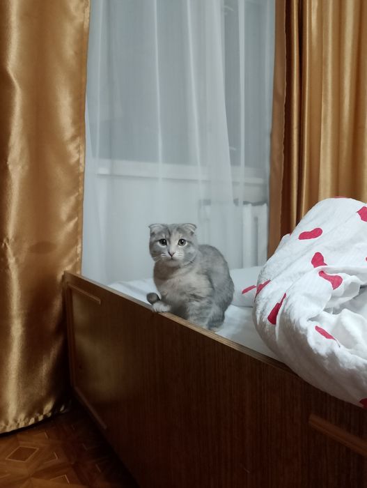 бесплатно кошка заберите