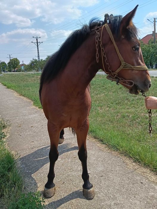 Mânză de 2 ani .