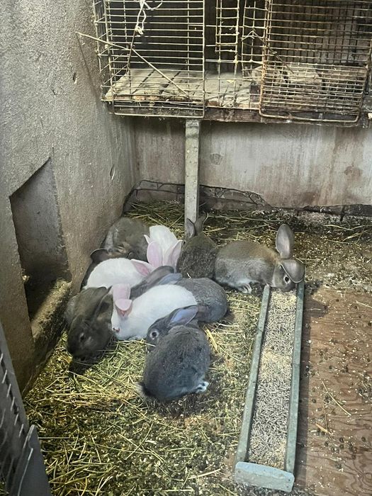Продам кроликов породы великан