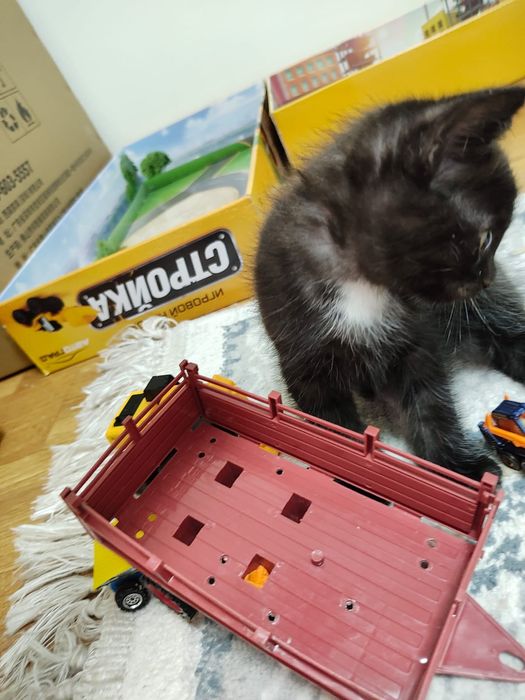 Продаётся котёнок, 2 месяца. 

Милый черный котёнок с белыми пятнышкам