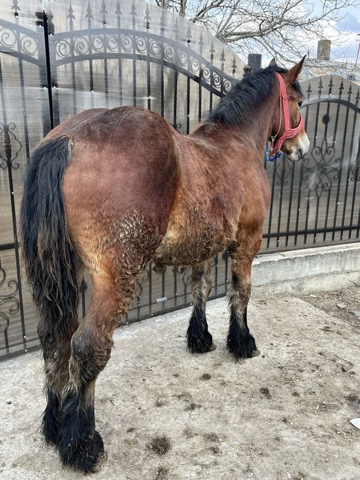 Manz greu de 1 an 4 luni