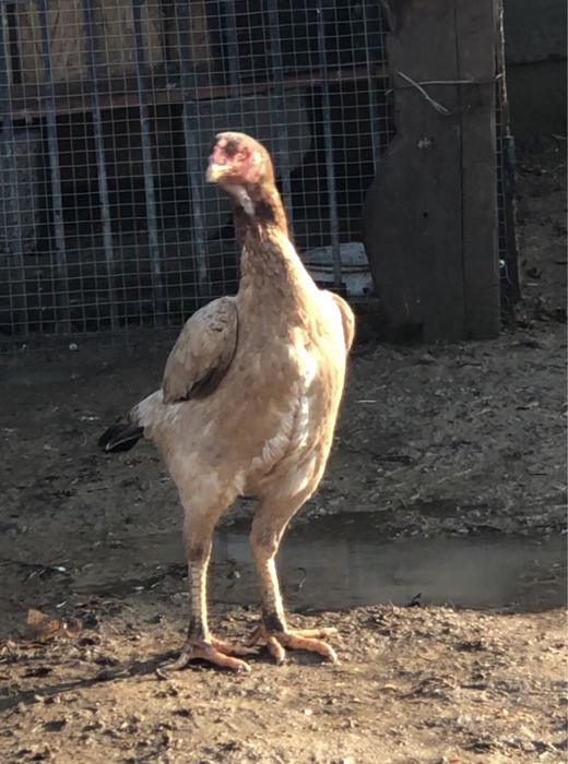 Продается боцовый