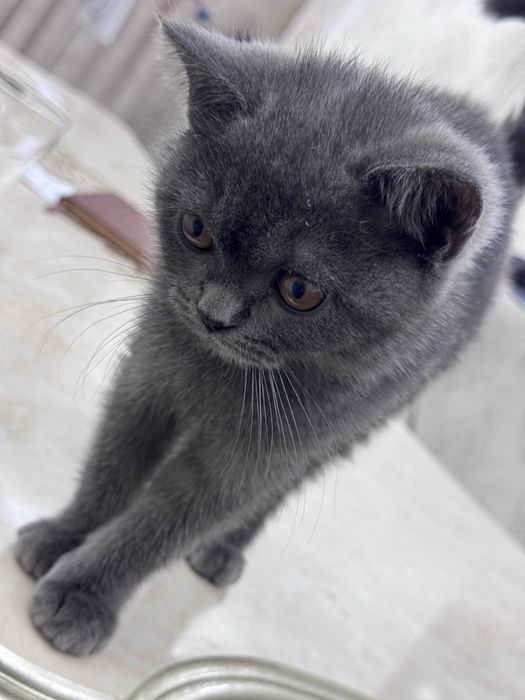 British Shorthairga o‘xshash yoki “Britan zoti mushukcha” deb ham ayti