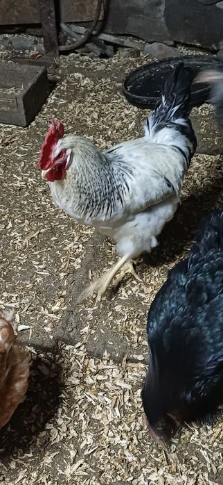 Продаю  домашних  петухов