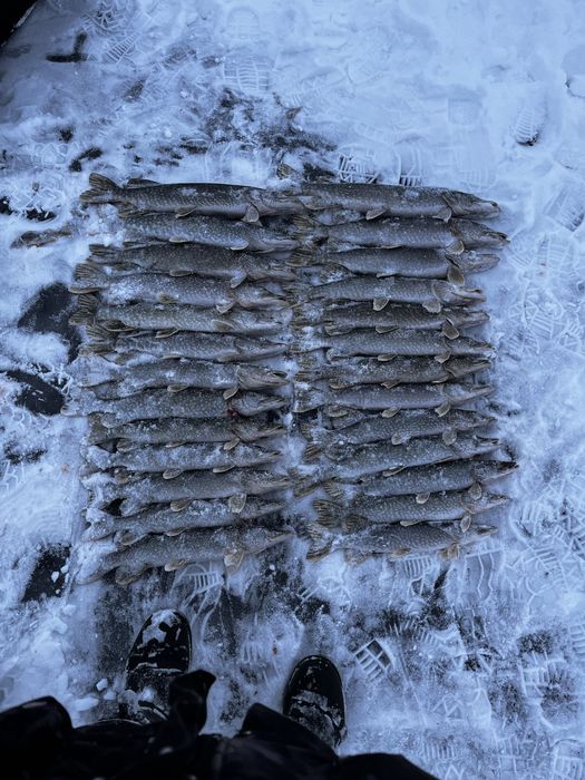 продам рыбу шуку