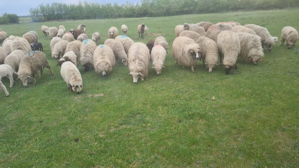 Oi tinere de vanzare