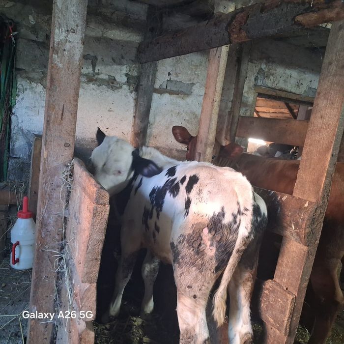 Vând un vițel și 3 vitele