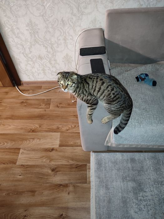 Отдам даром кота