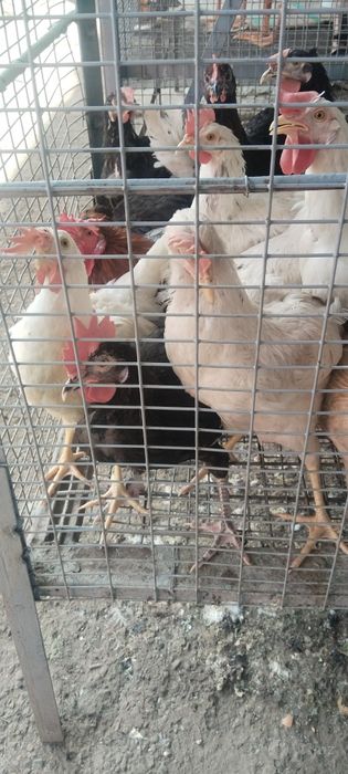 Quyon bor Gosh bor siveyiy xoʻroz  bor