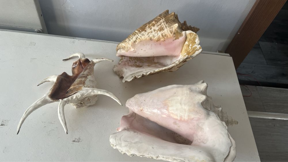 Раковини три броя