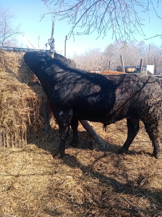 Продам бык ангус