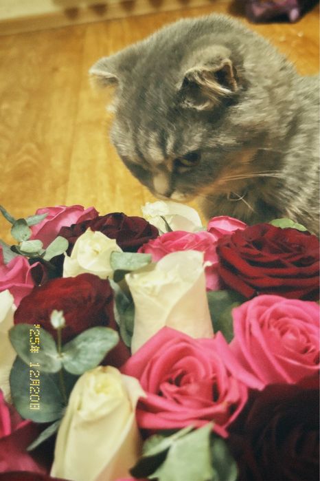 Шотлансдкая кошка