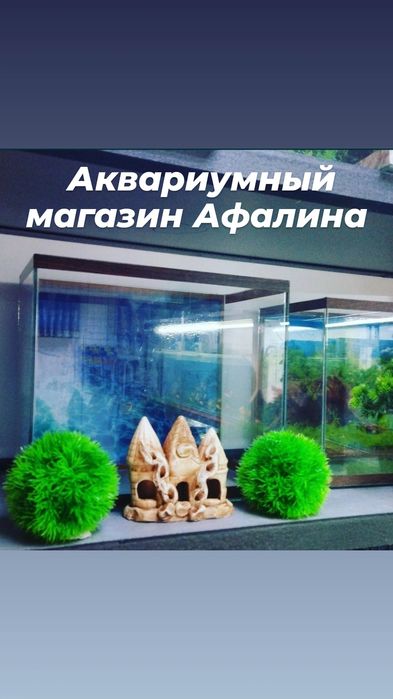 Аквариум в Афалине.ниже Аль Фараби ,Навои