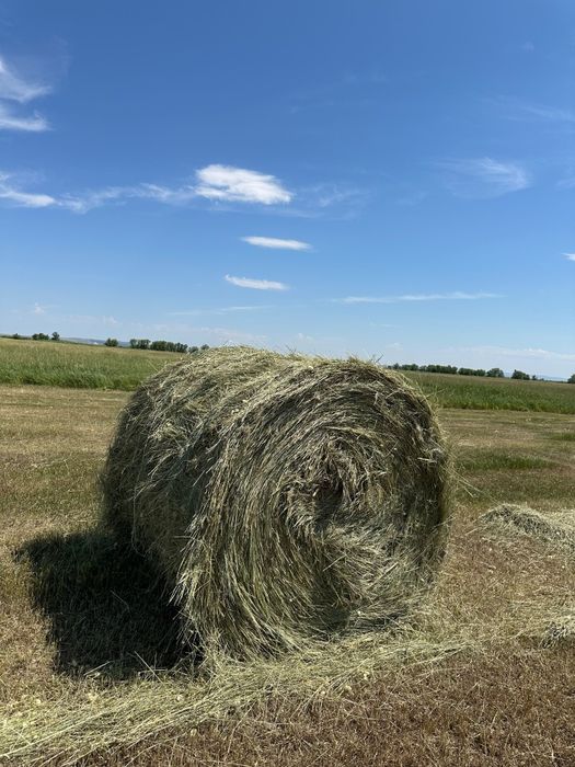 Продам сено в рулонах