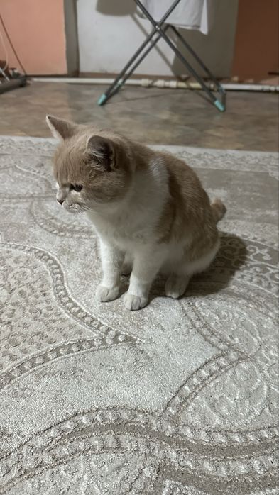 Отдам в добрые руки котика