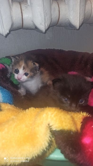 Мысыктын баласы.