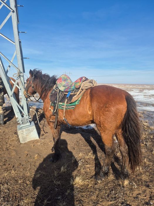 мінгі аттар сатылады