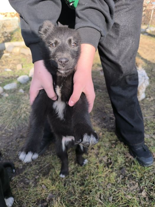 Отдам щенков в хорошие руки