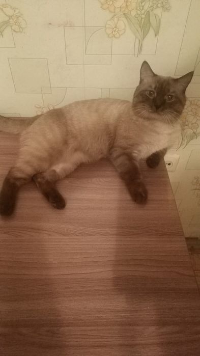 Отдам кота сиамского бесплатно