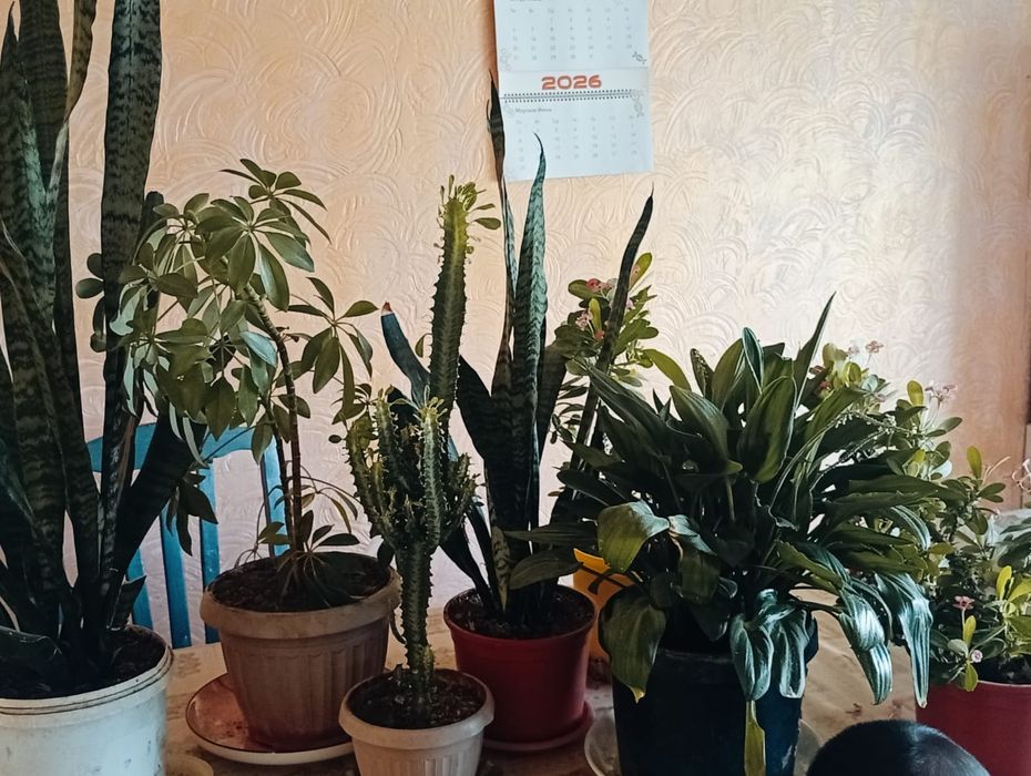 Продам домашние цветы