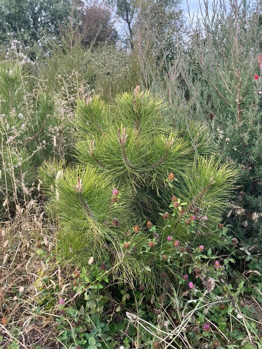 Продам сосну, сорт "Крымская"