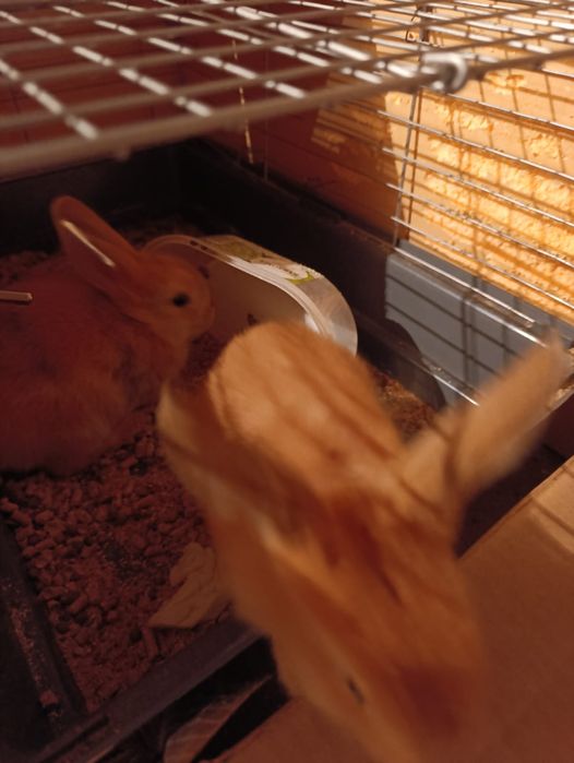 Продам декоративных кроликов