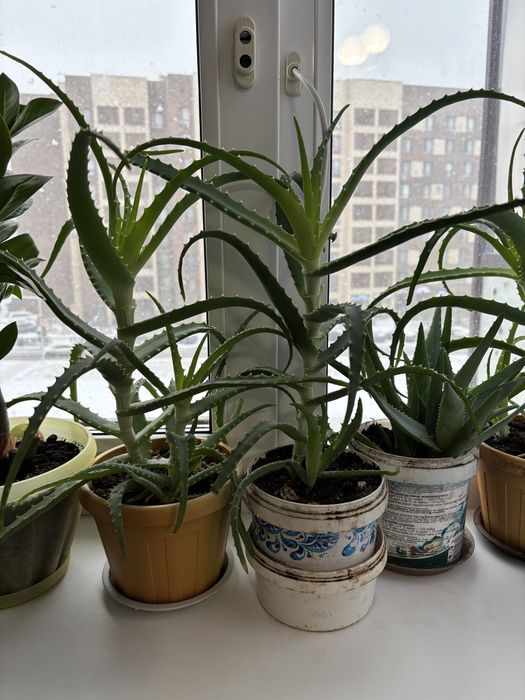 Алоэ вера и алоэ столетник