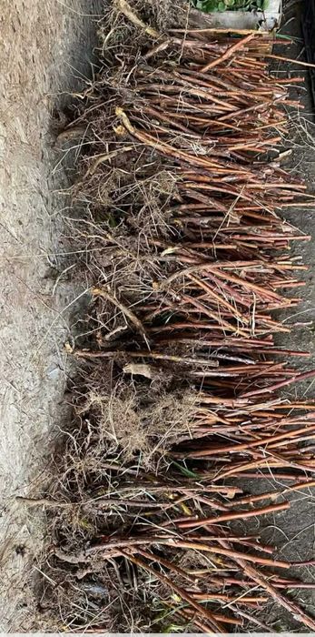 СУПЕР КАЧЕСТВЕН РАЗСАД Ягоди и Малини от Произведител