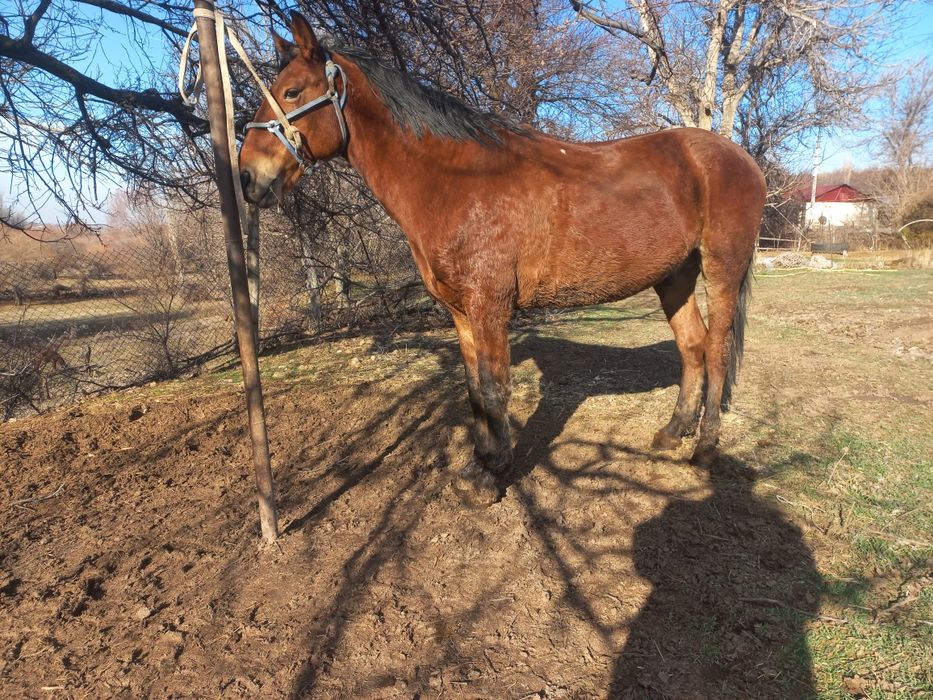 Ат сатылады коктемде 4 ке толат