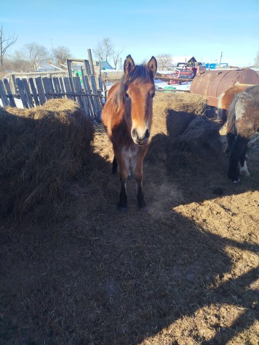 Продам кобылу молодая жребая, и тая девочка ,