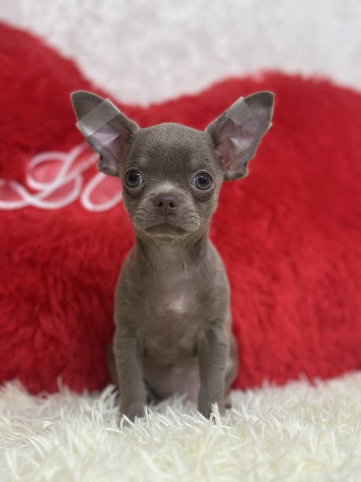 Мальчишка в дорогом лиловом окрасе