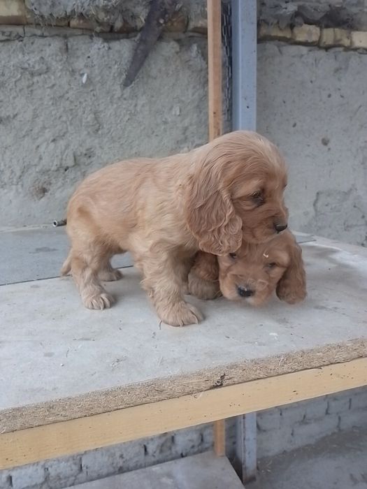 Spanel kucukcla sotiladi toza zot