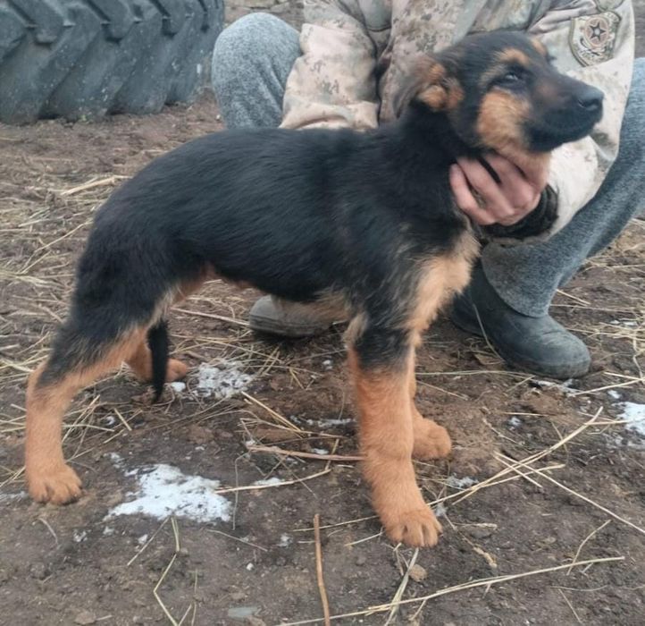Немецкая овчарка 3.5 месяц