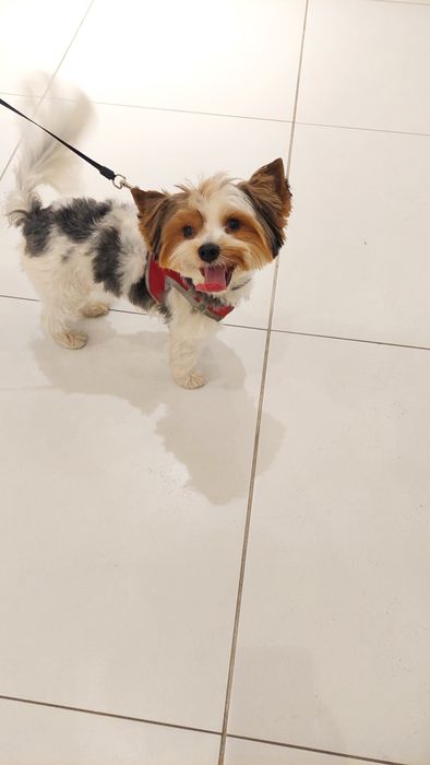 Pet sitter caini rasa mica