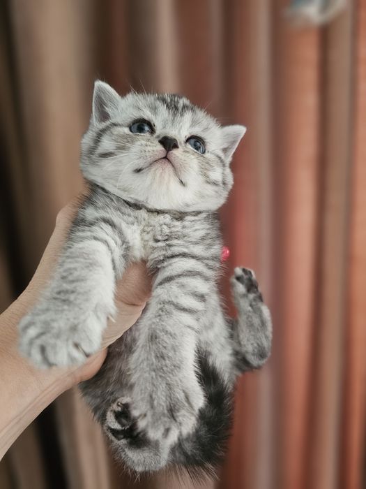 Британские малыши котята