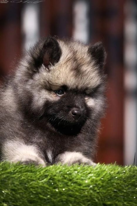 Вольф шпицы щенки