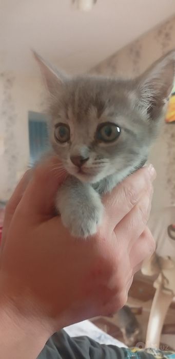Продается котенок скотишь страйт правильной вязки 2 месяца