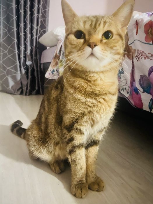 Кошечка ищет дом