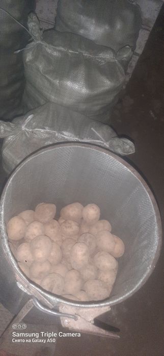 Продам картофель на семена .сорт гала.