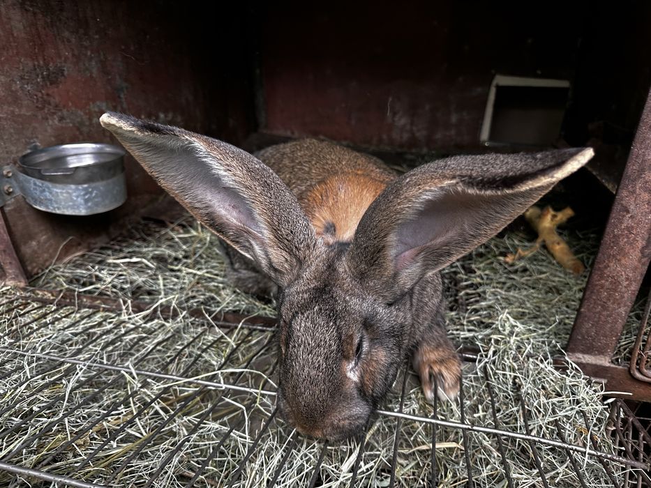 Кролики сукрольные