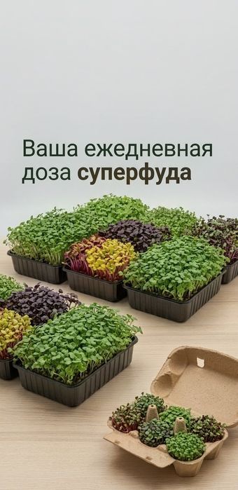 Микрозелень в Актобе для украшения блюд