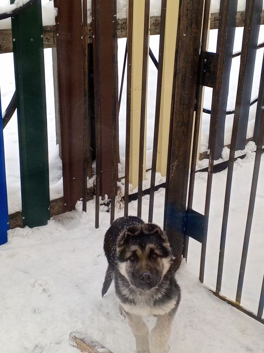 восточно европейская овчарка