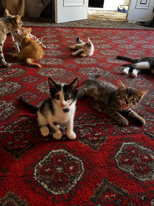 Домашние  котята
