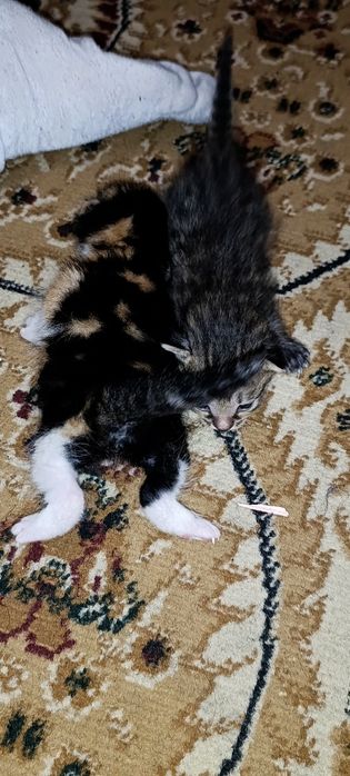 Котята бесплатно 1 месяц