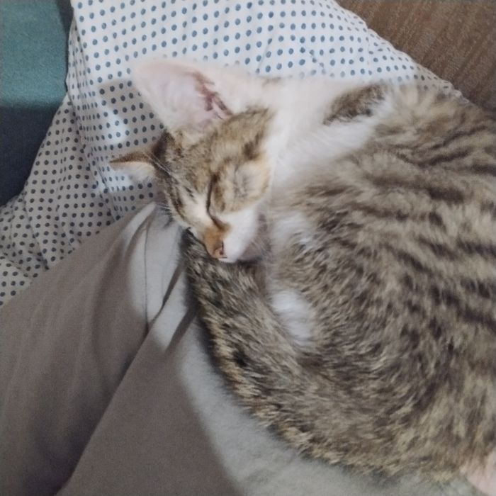 Котёнок девочка ласковая