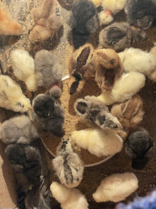 Цыплята от крупных курей