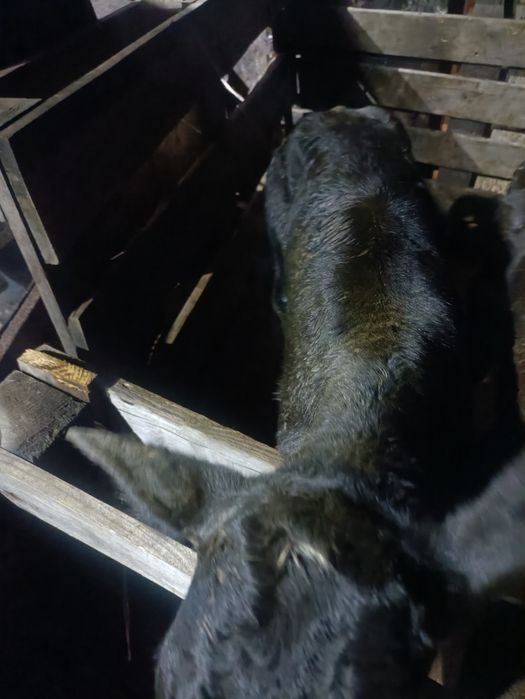 Продаю телят 10 дневных