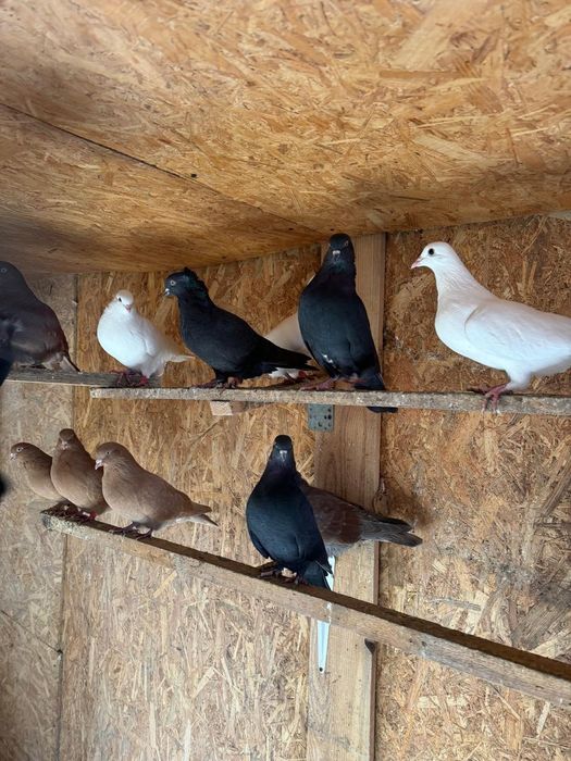 Голуби бойные в Косшы